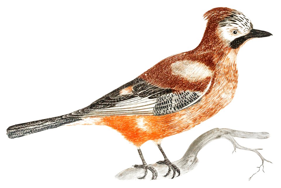 Jay by Johan Teyler (1648-1709).