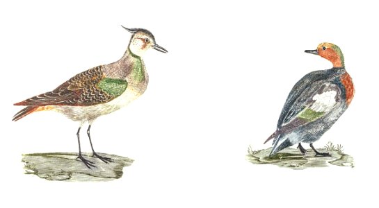 Lapwing and Duck by Johan Teyler (1648-1709).. Free illustration for personal and commercial use.