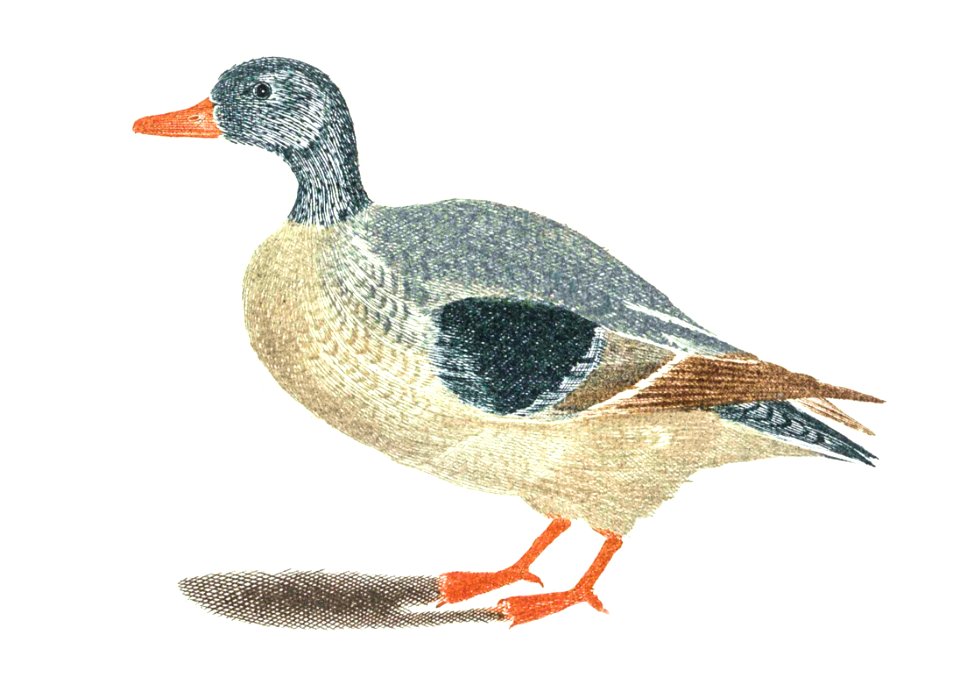 Duck by Johan Teyler (1648-1709).. Free illustration for personal and commercial use.