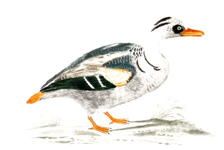 Duck by Johan Teyler (1648-1709).. Free illustration for personal and commercial use.