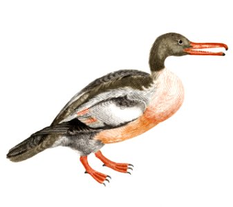 A Duck by Johan Teyler (1648-1709).. Free illustration for personal and commercial use.