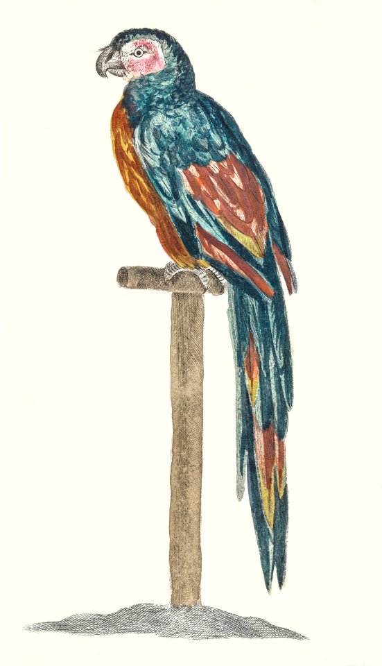 A Parrot by Johan Teyler (1648-1709).