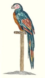 A Parrot by Johan Teyler (1648-1709).. Free illustration for personal and commercial use.
