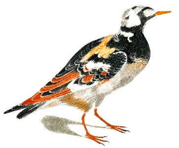 A Turnstone by Johan Teyler (1648-1709).. Free illustration for personal and commercial use.