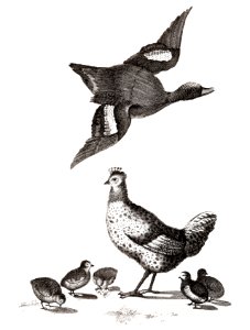 Chickens and a duck by Johan Teyler (1648-1709).. Free illustration for personal and commercial use.