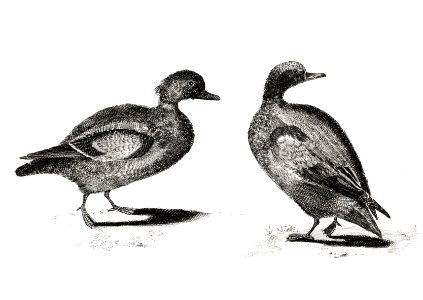 Ducks by Johan Teyler (1648-1709).. Free illustration for personal and commercial use.