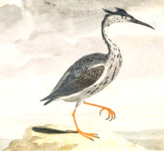 A Heron by Johan Teyler (1648-1709).