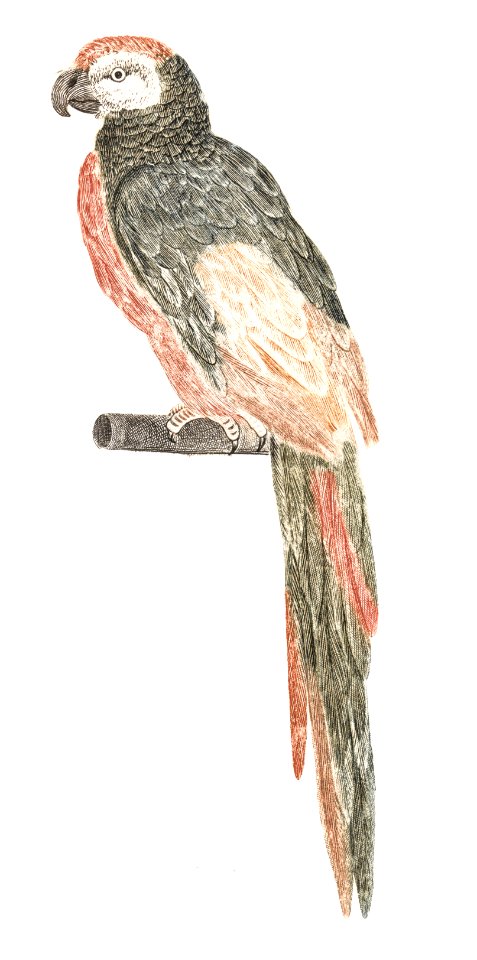 A Parrot by Johan Teyler (1648-1709).