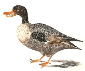 Northern shoveler by Johan Teyler (1648-1709).. Free illustration for personal and commercial use.