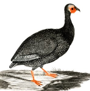A Guinea Fowl by Johan Teyler (1648-1709).. Free illustration for personal and commercial use.
