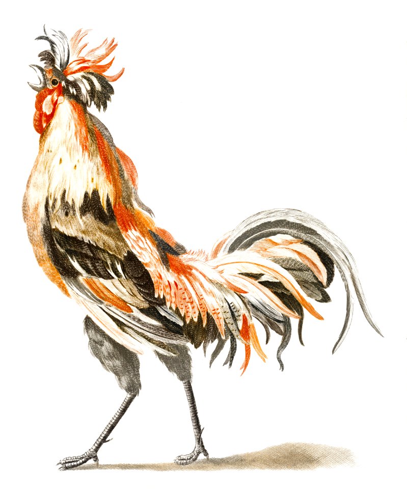 A Cock by Johan Teyler (1648-1709).