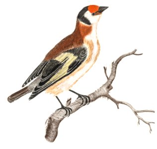 Goldfinch by Johan Teyler (1648-1709).. Free illustration for personal and commercial use.
