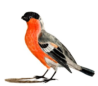 A Bullfinch by Johan Teyler (1648-1709).. Free illustration for personal and commercial use.