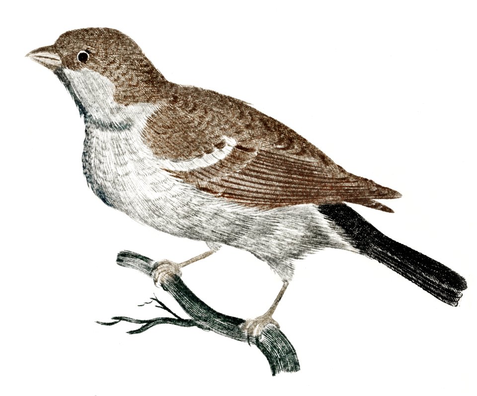 Sparrow on a Branch (1688-1698) by Johan Teyler (1648-1709).