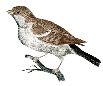 Sparrow on a Branch (1688-1698) by Johan Teyler (1648-1709).. Free illustration for personal and commercial use.