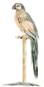 Parrot on a stick (1688-1698) by Johan Teyler (1648-1709).