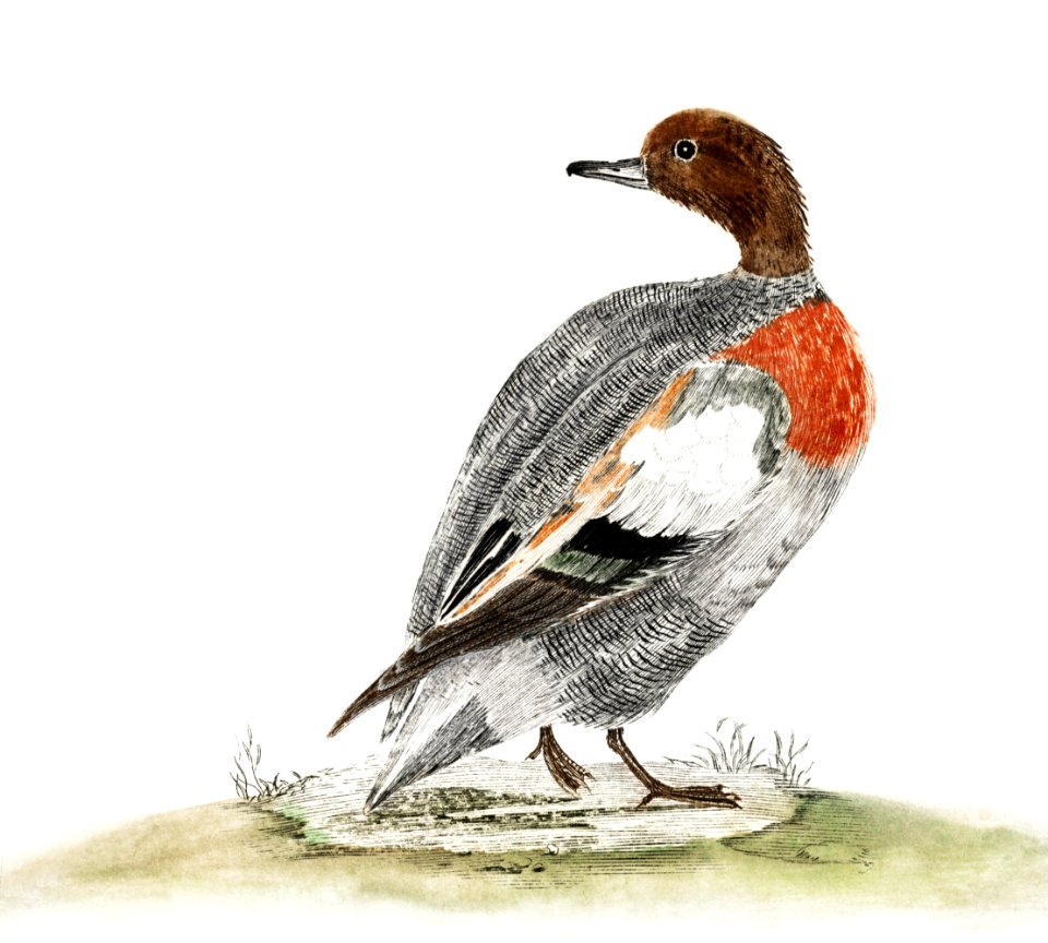 A Duck by Johan Teyler (1648-1709).