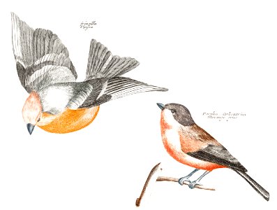 Finch and a Gray Flank Tit (1688-1698) by Johan Teyler (1648-1709).. Free illustration for personal and commercial use.