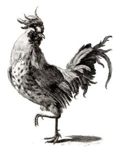 A Cock by Johan Teyler (1648-1709).. Free illustration for personal and commercial use.