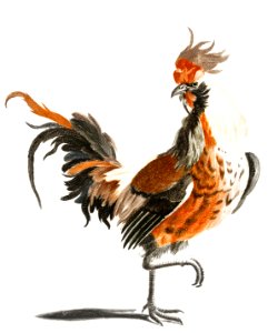 A Cock by Johan Teyler (1648-1709).. Free illustration for personal and commercial use.