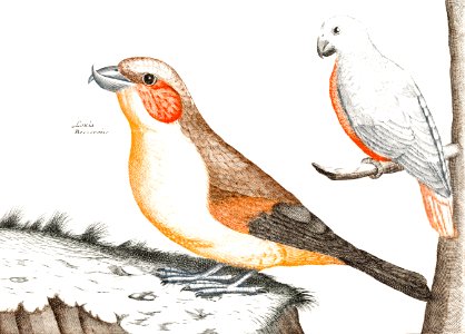 Crossbill and a white bird (1688-1698) by Johan Teyler (1648-1709).. Free illustration for personal and commercial use.