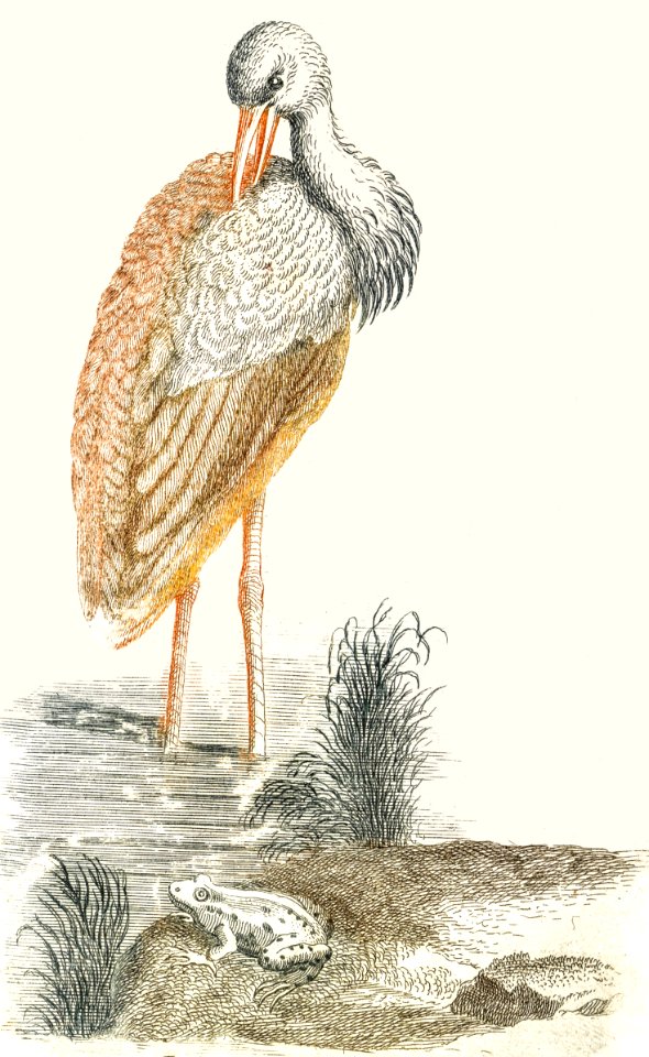 Stork and a frog (1688-1698) by Johan Teyler (1648-1709).