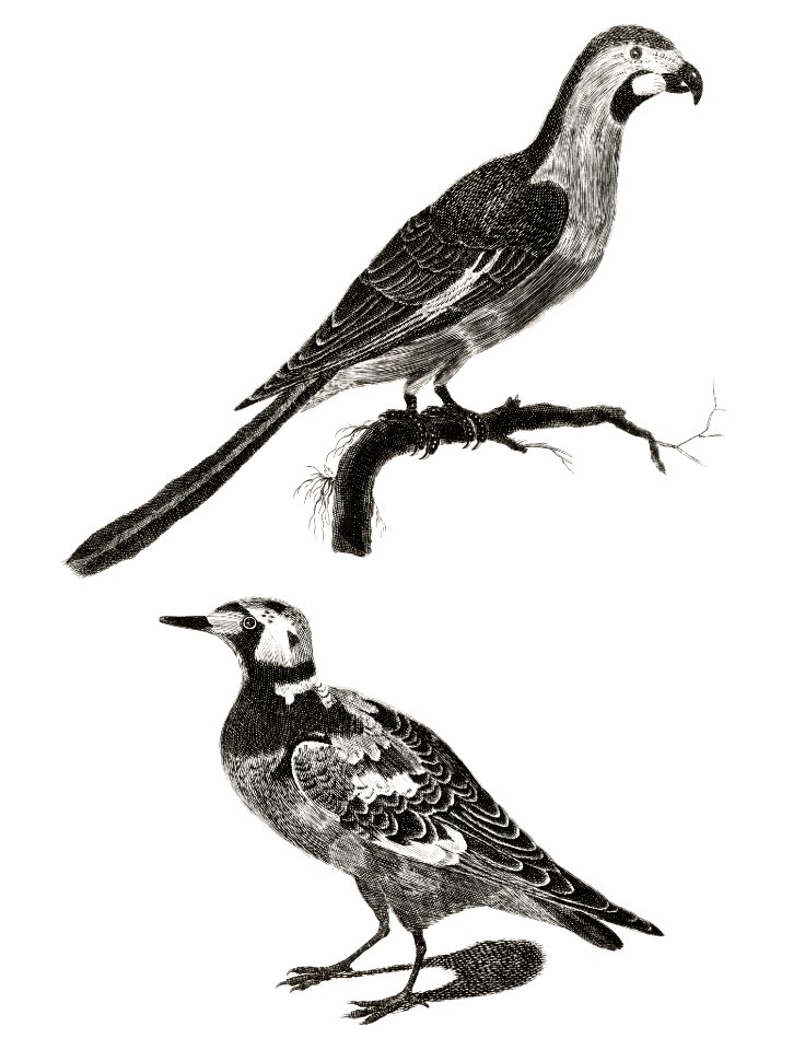 A Parrot and a Ruddy Turnstone by Johan Teyler (1648-1709).