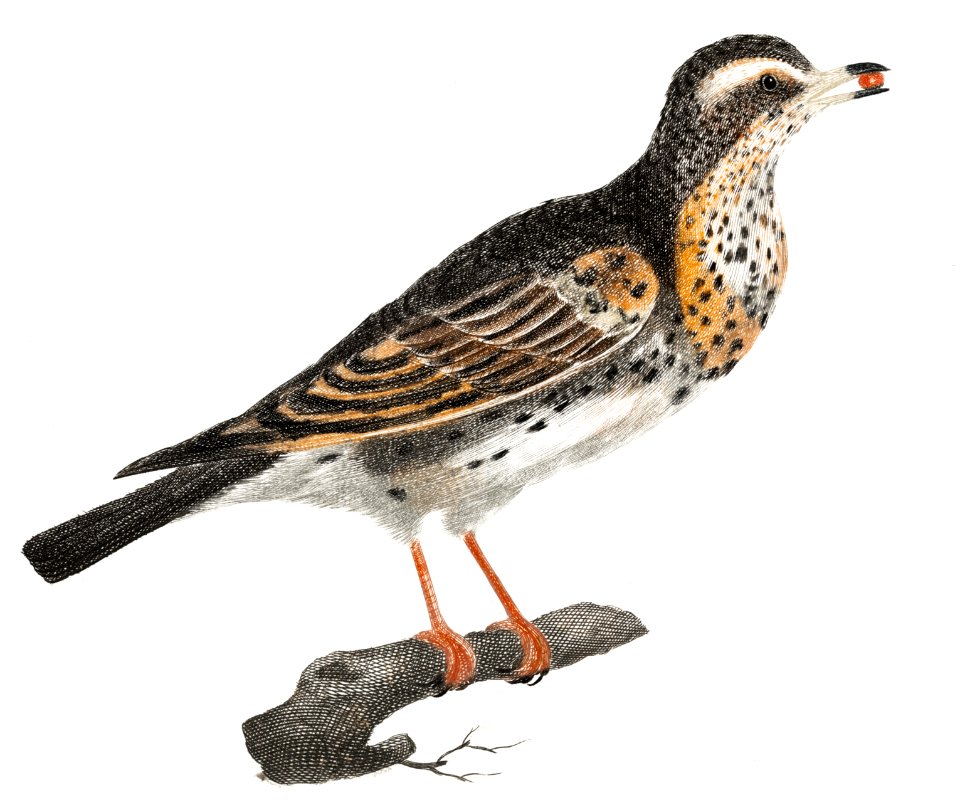 A Thrush by Johan Teyler (1648-1709).