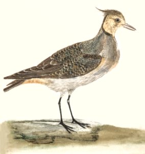 A Lapwing by Johan Teyler (1648-1709). Free illustration for personal and commercial use.
