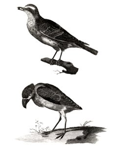 Thrush and a Boat-Billed Heron by Johan Teyler. (1648-1709)