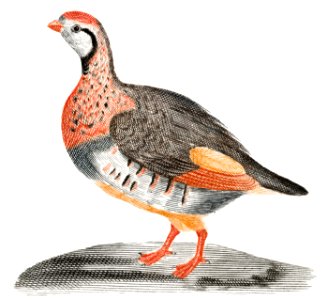 A Partridge by Johan Teyler (1648-1709).. Free illustration for personal and commercial use.