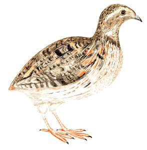 A Quail by Johan Teyler (1648-1709).. Free illustration for personal and commercial use.