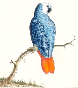 Gray red-tailed parrot, psittacus erithacus (1596–1610) by Anselmus Boëtius de Boodt.. Free illustration for personal and commercial use.