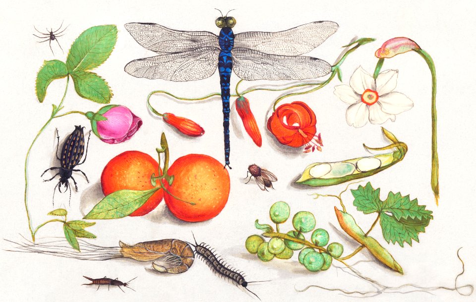 Natural History Ensemble, no. 7 (1596–1610) by Anselmus Boëtius de Boodt.
