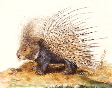 Crested Porcupine, Hystrix cristata (1596–1610) by Anselmus Boëtius de Boodt.. Free illustration for personal and commercial use.