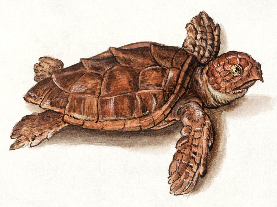 Sea turtle, Cheloniidae (1596–1610) by Anselmus Boëtius de Boodt.