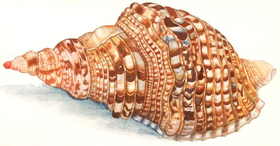 Common Triton Horns, Charonia tritonis (1596–1610) by Anselmus Boëtius de Boodt.. Free illustration for personal and commercial use.