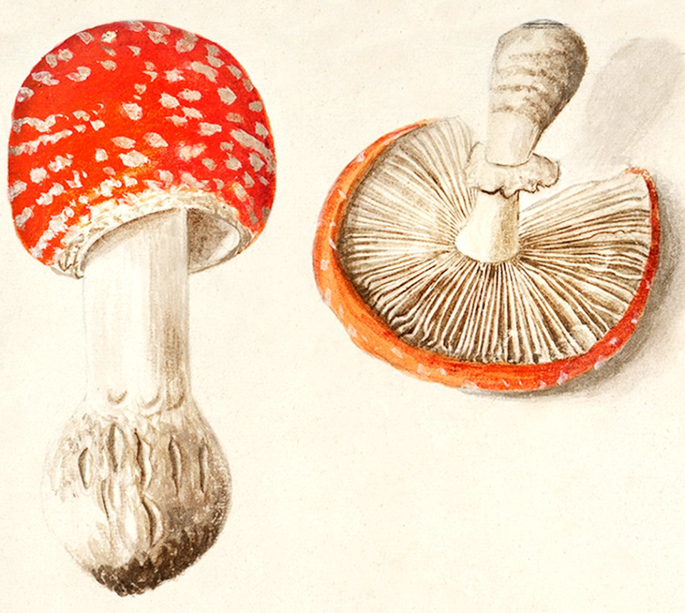 Fly agaric, Amanita muscaria (1596–1610) by Anselmus Boëtius de Boodt.