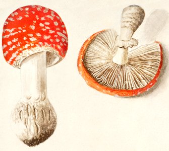 Fly agaric, Amanita muscaria (1596–1610) by Anselmus Boëtius de Boodt.. Free illustration for personal and commercial use.
