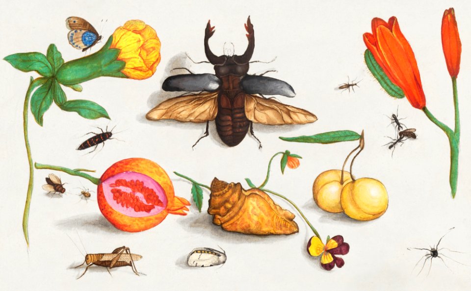 Natural History Ensemble, no. 1 (1596–1610) by Anselmus Boëtius de Boodt.