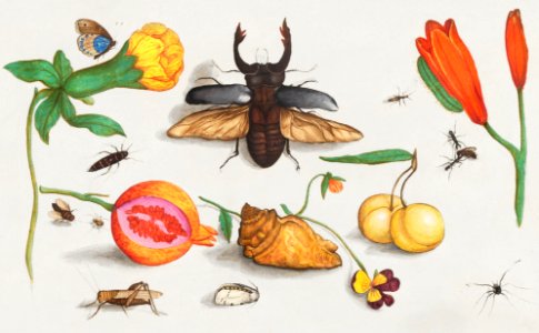 Natural History Ensemble, no. 1 (1596–1610) by Anselmus Boëtius de Boodt.