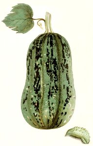 Pumpkin, Cucurbita pepo (1596–1610) by Anselmus Boëtius de Boodt.