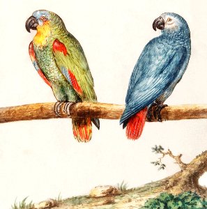 Parrot and gray red-tailed parrot, psittacus erithacus (1596–1610) by Anselmus Boëtius de Boodt. Digitally enhanced by rawpixel. Free illustration for personal and commercial use.