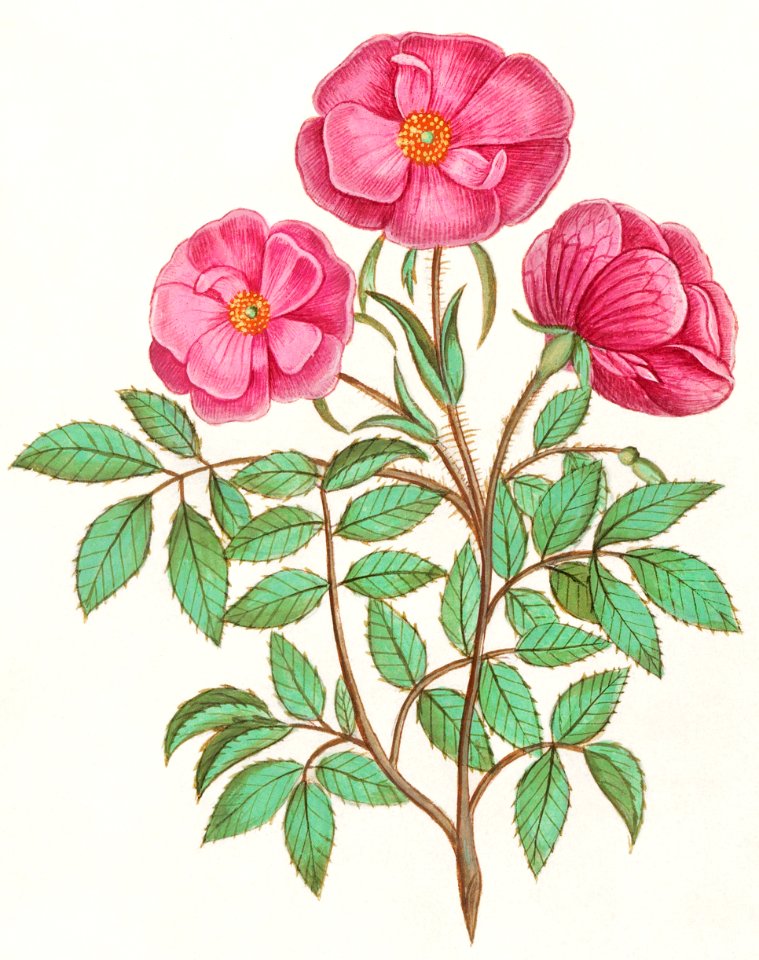 Wild rose, Rosa (1596–1610) by Anselmus Boëtius de Boodt.