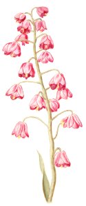 Persian lily, Fritillaria persica (1596–1610) by Anselmus Boëtius de Boodt.