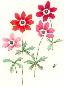 Anemoon, Anemone (1596–1610) by Anselmus Boëtius de Boodt.. Free illustration for personal and commercial use.