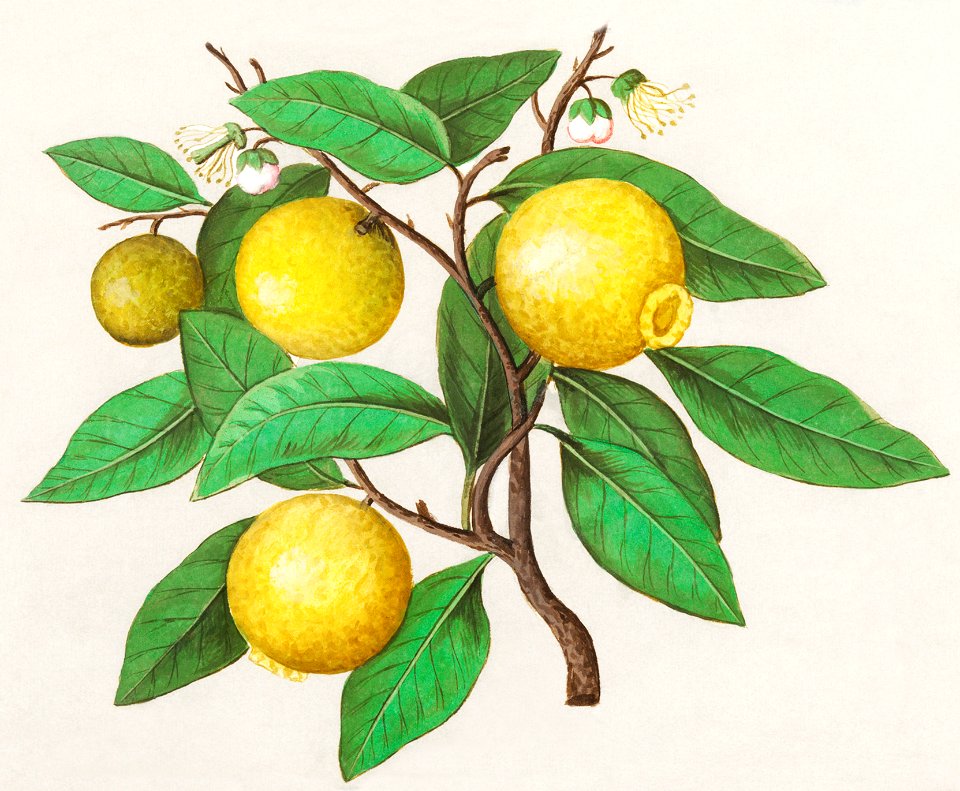 Lemon, Citrus limon (1596–1610) by Anselmus Boëtius de Boodt.