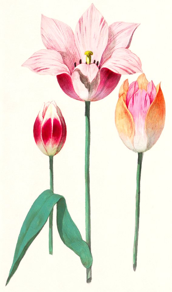 Tulip, Tulipa (1596–1610) by Anselmus Boëtius de Boodt.