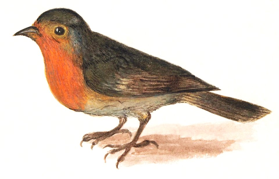 Robin, Erithacus rubecula (1596–1610) by Anselmus Boëtius de Boodt.. Free illustration for personal and commercial use.