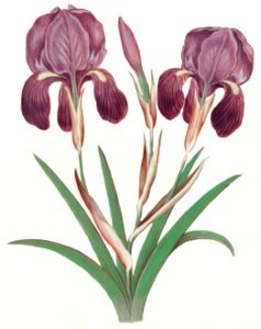 Purple iris, Iris germanica (1596–1610) by Anselmus Boëtius de Boodt.